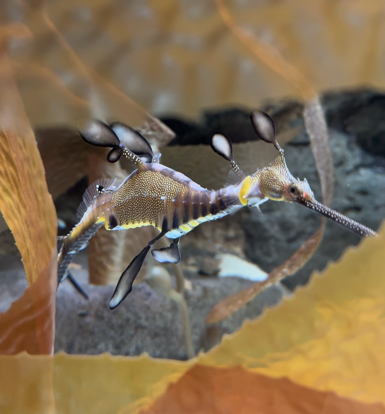 Aquarium, 2024